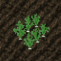 cropbeet.png