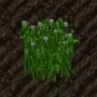 cropalfalfa.png
