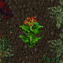 cropbloodmoss.png