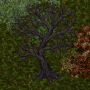 treeacacia2.png