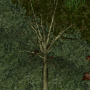treeashsapling.png