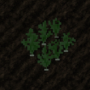 cropspinach.png