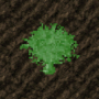 cropbroccoli.png