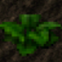cropturnip2.png