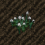 cropbloodroot.png