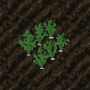 cropsnowpeas.png