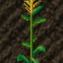 cropcorn.png