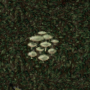 cropsunshineamanita.png
