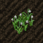 cropalfalfa2.png