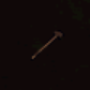 itemwoodenhammer.png
