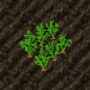 cropcarrot.png