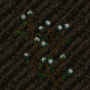 cropcotton.png